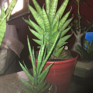 Qamar added a photo of their purchase
