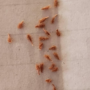 Inactive account added a photo of their purchase