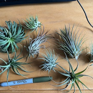 Sam added a photo of their purchase