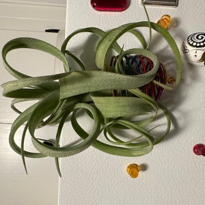 Natalie added a photo of their purchase