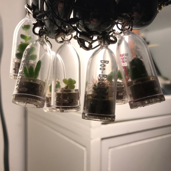 Palms Cactus - Live Cacti Terrarium Flower - Cactus Miniature Living ...