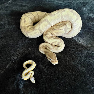 Customizable Ball Python Miniature / Figure / Sculpture / Necklace ...