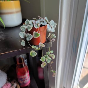 jaylee added a photo of their purchase