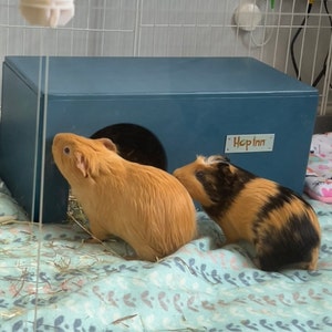 Rachel heeft een foto van de aankoop toegevoegd