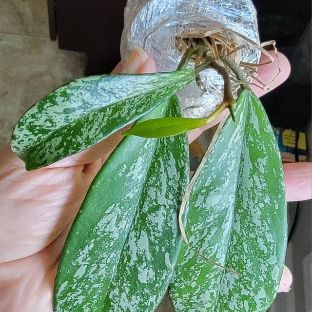 Hoya Pubicalyx Splash - Sliver Variegated Wax Plant - Non-Toxic