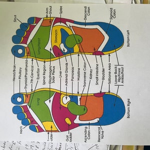FEET REFLEXOLOGY CHART