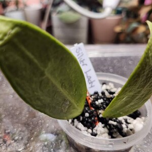 Hoya Silver Lady Cutting UNROOTED - Etsy
