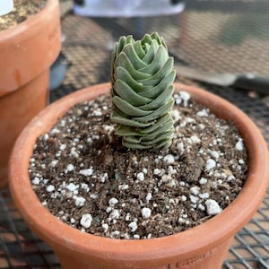 Kelsey ha añadido una foto de su compra