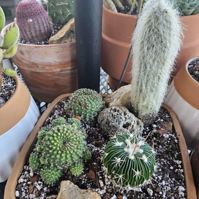 Cleistocactus Straussii Silver Torch Cactus Rare Succulent Cacti Plant -  Etsy