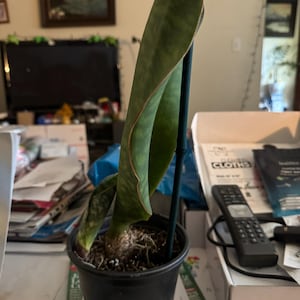 Leilani added a photo of their purchase