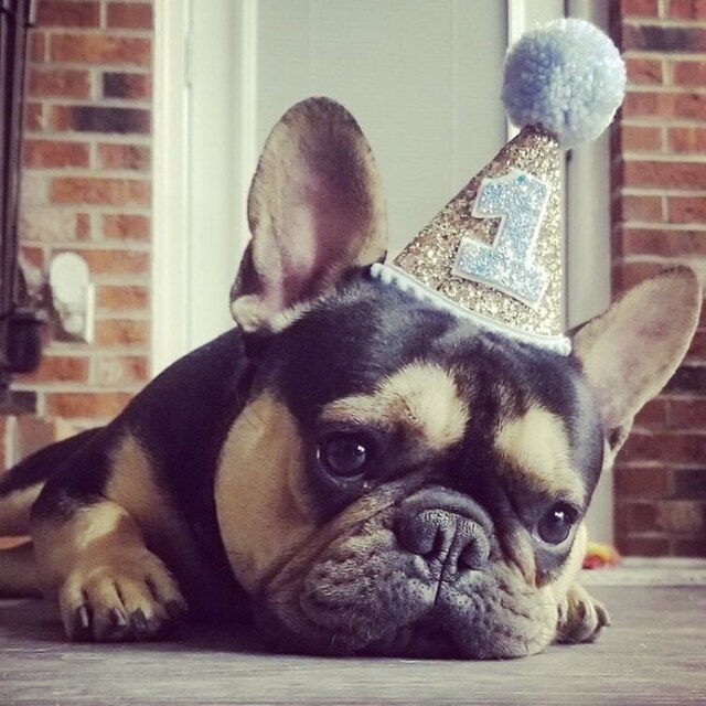 Dog Birthday Hat Gold and Blue First Birthday Dog Birthday Hats Party Hats  1st Birthday Dog Party French Bulldog 