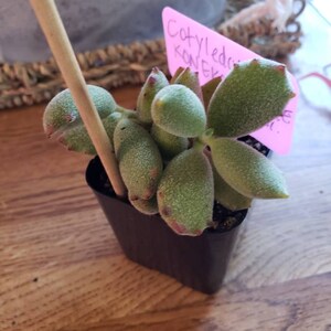 Beth added a photo of their purchase
