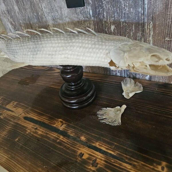 Bichir Fish Skeleton Real Taxidermy Armoured Dragon Fish Senegal Living ...