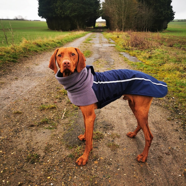 Beautifully crafted handmade dog coats by DashwoodDogCoats