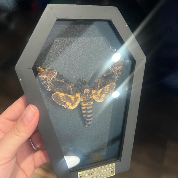 Succubus Curiosities Deaths Head Moth Black Frame main image 0