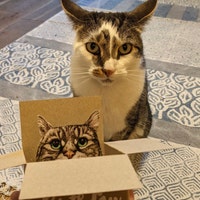 Tabby Cat Birthday Card. the Original Cat in a Box Card. Happy Birthday ...