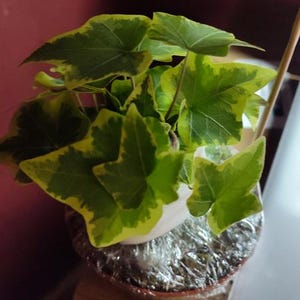 Robert added a photo of their purchase