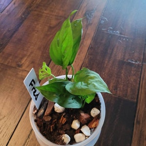 Monstera Friedrichsthalii Starter Plant **(ALL Plants Require You