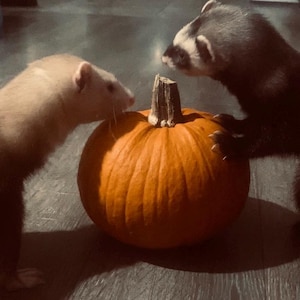 Rosie added a photo of their purchase