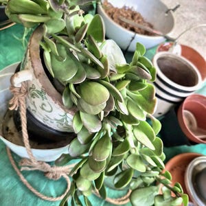 2”, 4”, 6”, 8” Pot of Jade Trailing, Weeping Jade Succulent Plant