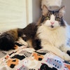Funky Feline Quilted Tote Bag GFTOTG2690