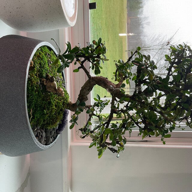 Fukien Tea Bonsai Tree: S-shaped Indoor Garden - Etsy