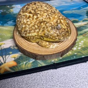 カエル　木彫り　彫刻　蛙の置物　ガマガエル カエル 木彫り 彫刻 蛙の置物 ガマガエル