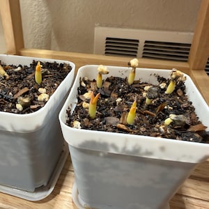 Comprador de Etsy ha añadido una foto de su compra