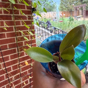 Lauren added a photo of their purchase