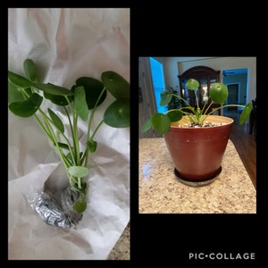 Tina added a photo of their purchase
