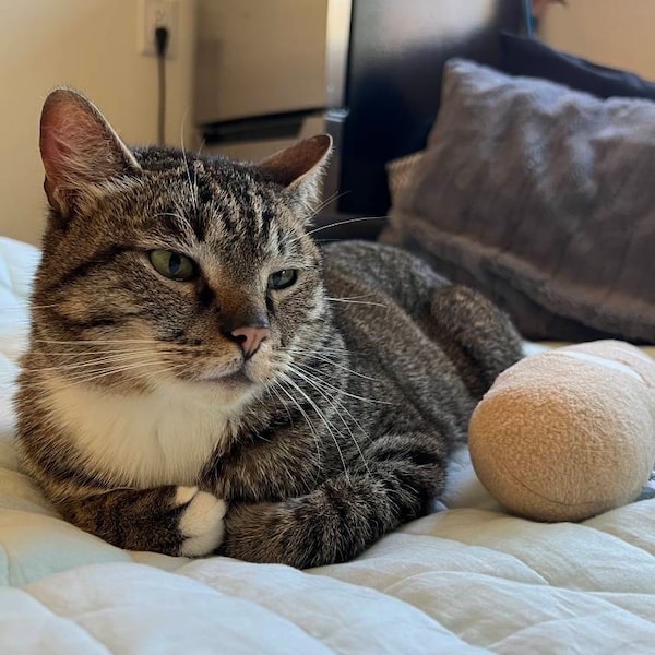 BAGUETTE & EGG CATNIP TOY