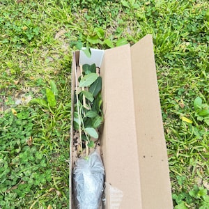 Phyllis さんが購入した商品の写真を追加しました