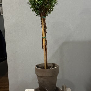 Ann ha añadido una foto de su compra