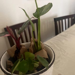 Lety ha añadido una foto de su compra