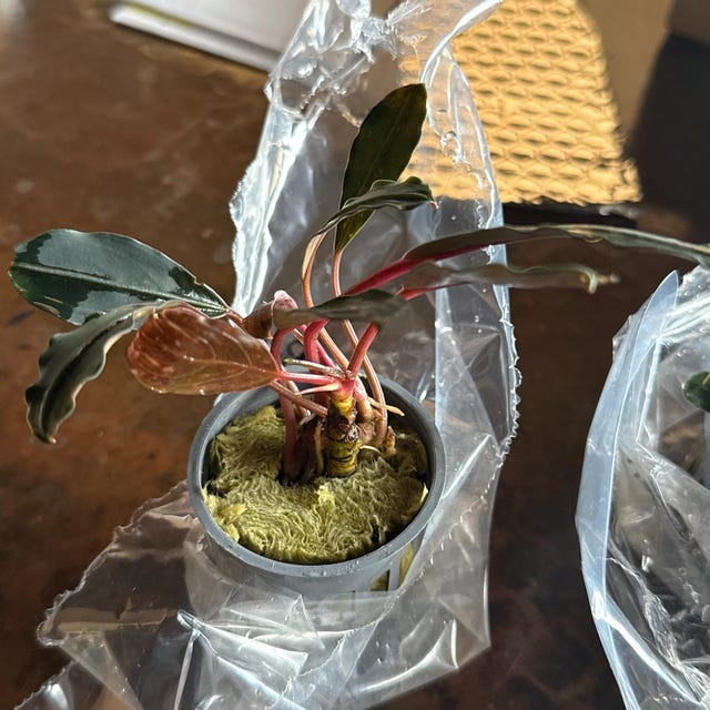 Hellfire Bucephalandra Pot - Buce Live Aquarium Plant Aquascape