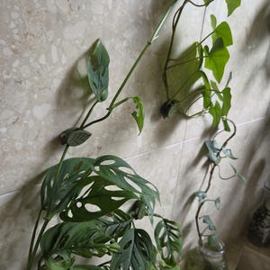 Eliana added a photo of their purchase