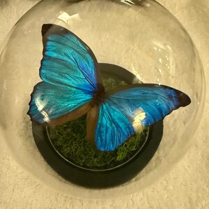 ガラスドームに保存された青いモルフォ蝶メネラウス - Etsy 日本