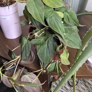 Salina added a photo of their purchase
