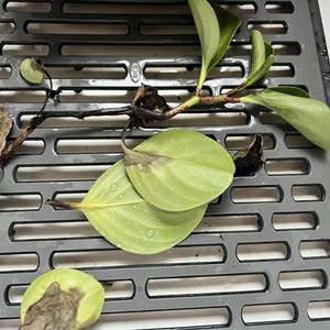 TOM ha añadido una foto de su compra