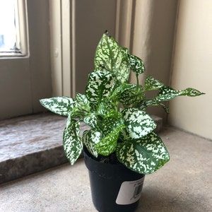 Hypoestes Polka Dot Plant White Splash, 2" Plant