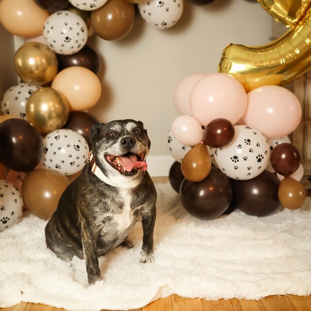 Set Compleanno Cane - Bandana E Cappello Rosa Per Taglia Media/Grande, Regalo Divertente