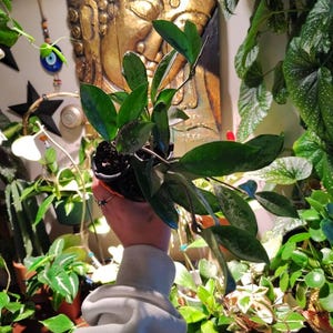 Tia added a photo of their purchase