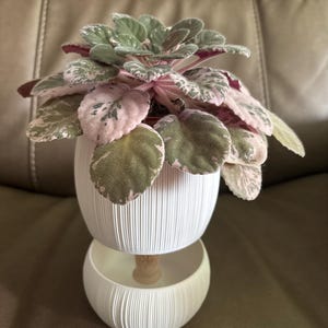 Etsy buyer’s customer photo of Pallas Self-Watering Planter
