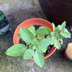 Joyce added a photo of their purchase