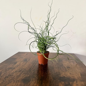 David added a photo of their purchase