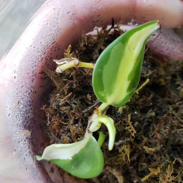 Helen's Greenhouse by HelensGreenhouse on Etsy