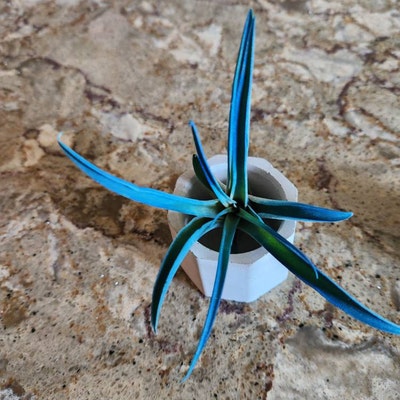 Air Plant Xeric Variety Mix of 10 Airplant, Tillandsia, Wholesale, Bulk ...