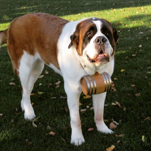 st bernard carrying whisky