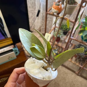 Hoya Silver Dollar MB 1405-AG, Hoya Hybrid, Rooted Plant Shipped