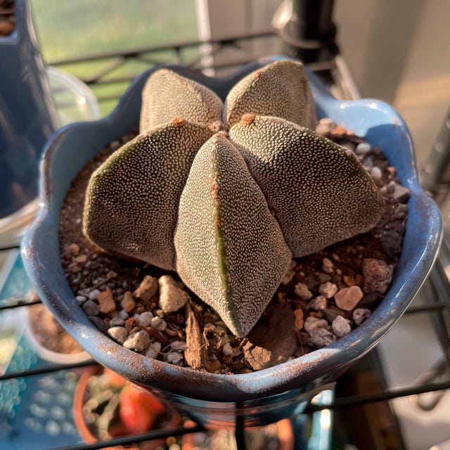 Live Plant - Rare Cactus, Astrophytum Onzuka (4” Pot), Exotic